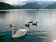 Bled 7, 