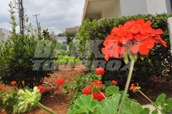 holiday in Blue Aegean Suites and Apart Hotel