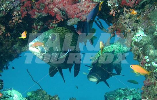 почивка в Kuramathi Blue Lagoon
