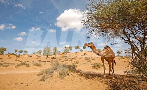 holiday in Al Rimal Deluxe Pool Villa