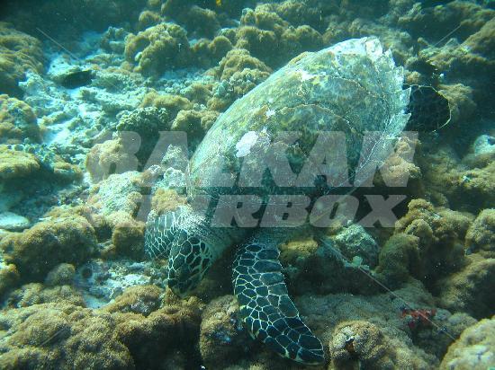 почивка в Angaga Island Resort