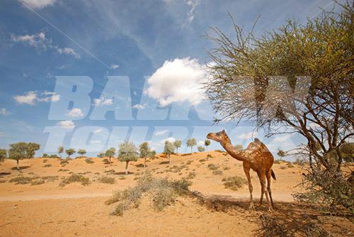 holiday in Banyan Tree Al Wadi