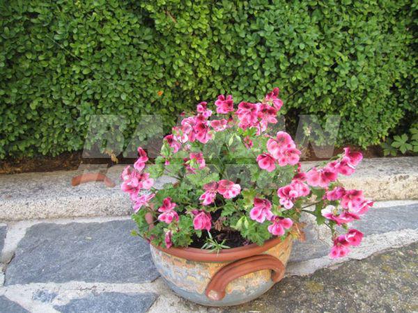 holiday in Djudjeva Kyshta Family Hotel