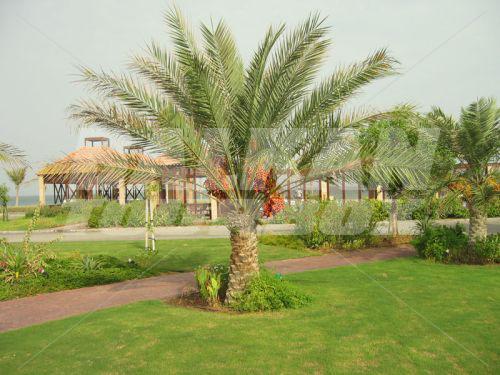 holiday in Umm Al Quwain Beach