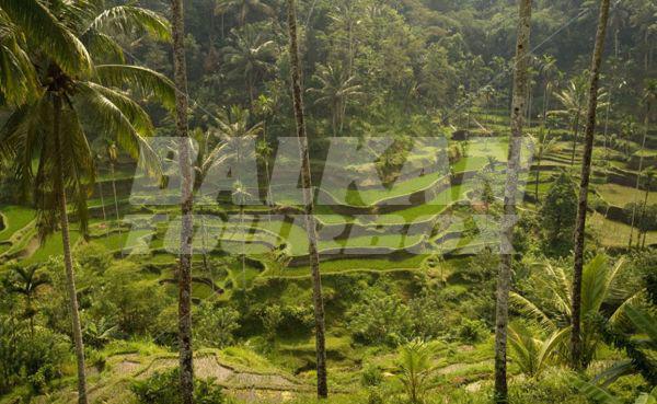 holiday in Kamandalu Resort and Spa