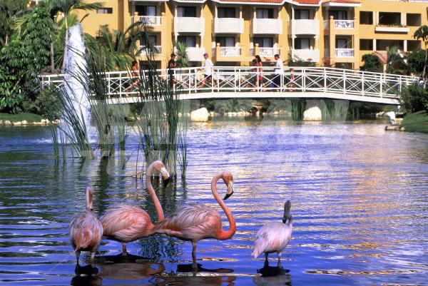 holiday in Viva Wyndham Dominicus Palace