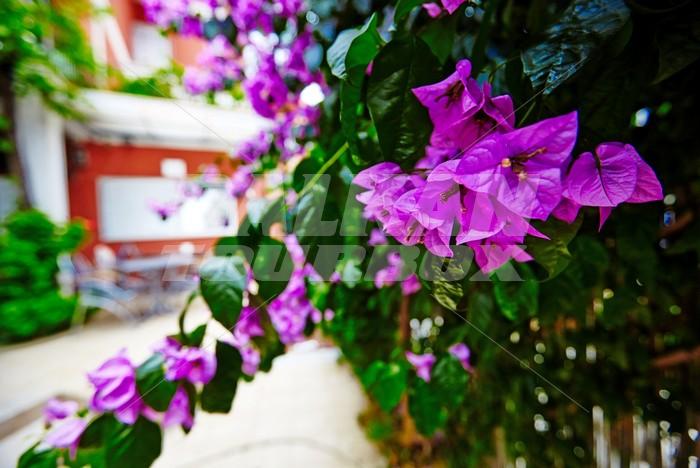 holiday in Bojana Villa