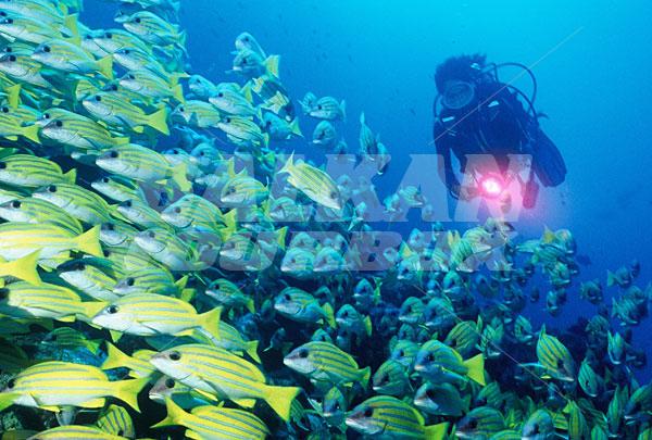 почивка в Sheraton Maldives Full Moon Resort