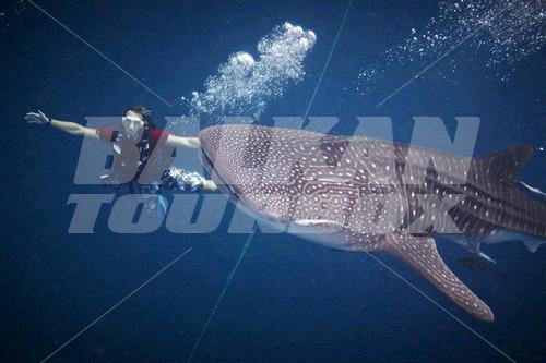 holiday in Pinnacle Koh Tao Dive Resort