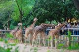 Sightseeing in China Guangzhow ZOO