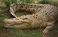 Langkawi Crocodile Farm, о-в Лангауи, , Langkawi Crocodile Farm, о-в Лангауи