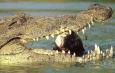 Langkawi Crocodile Farm, о-в Лангауи, , Langkawi Crocodile Farm, о-в Лангауи