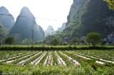 Yangsho, Guilin, China, Yangsho, Guilin